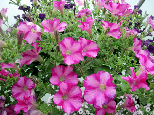 1038588 (a): :2560x1920